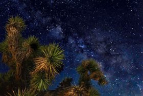 The Milky Way arches behind a Joshua Tree at Joshua Tree National Park.