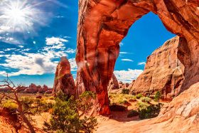 Pine Tree Arch