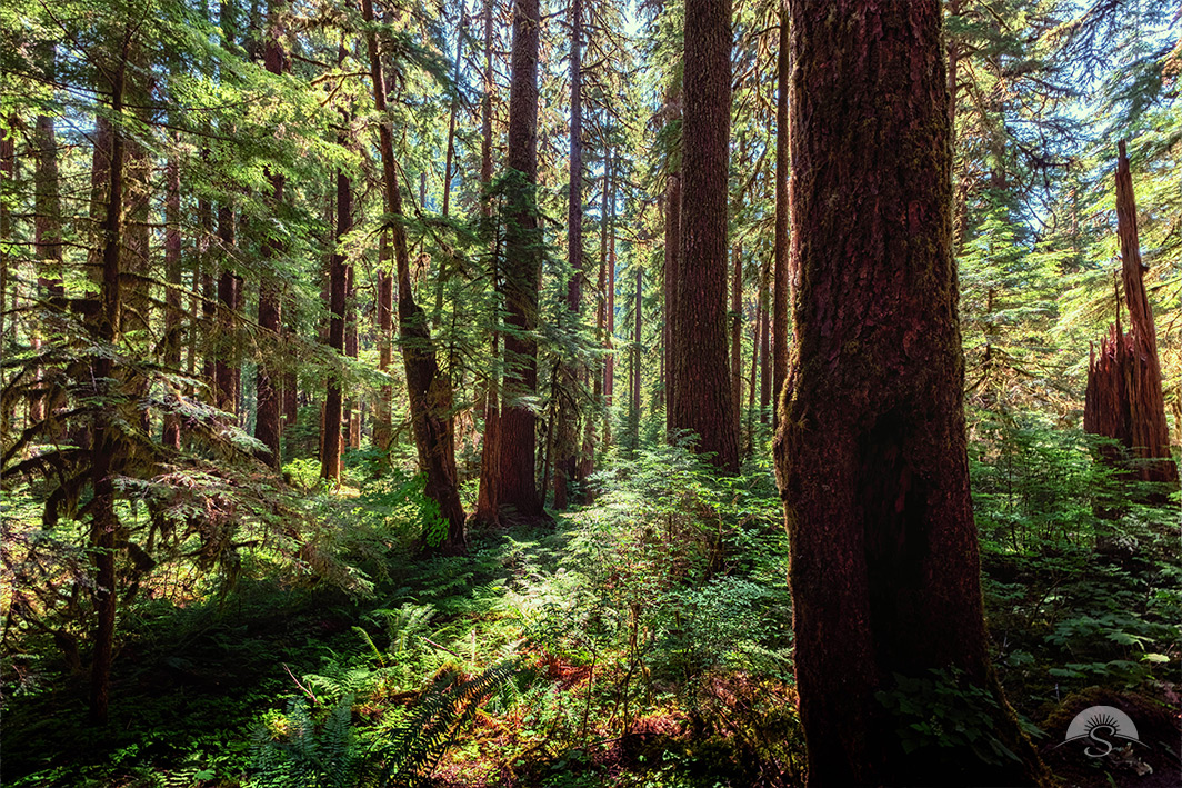 Find a path through the lush Olympic forest.