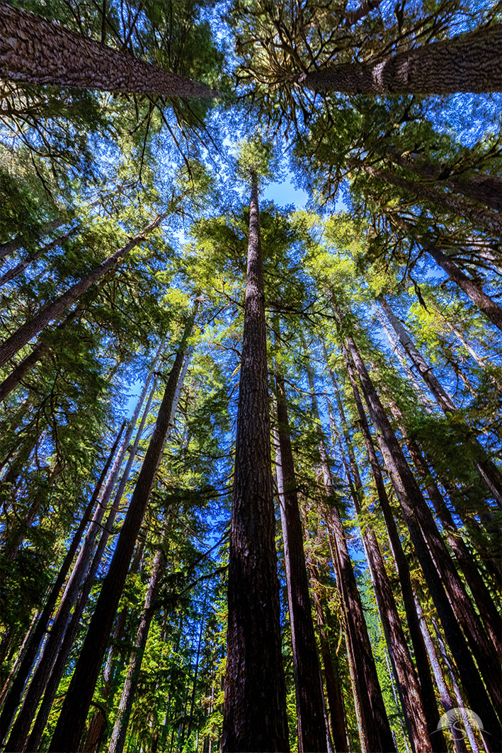 The forest of Olympic National park stretches into the sky.