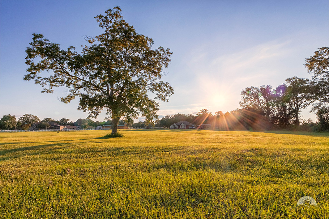 a lone tree in a farm field in Western Florida